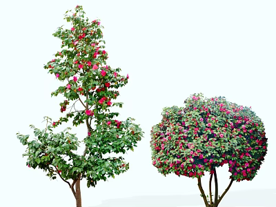 2D camellia shrub tea plum tree commonly used flower shrub 3d model