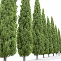 Tall Evergreen Trees For Garden Landscaping With Green Foliage