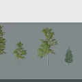 Tree Pit Design With Various Trees Of Different Sizes And Species 3d model