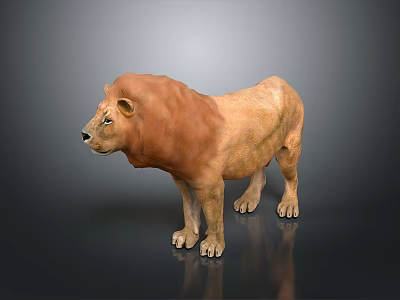 Realistic 3D Lion Model With Brown Mane Standing On Dark Reflective Surface 3d model