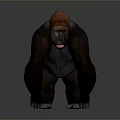 Realistic Gorilla 3D Model With Brown Black Fur Standing Pose Gray Background 3d model