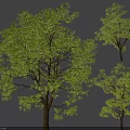Multiple Arbor Trees With Lush Green Foliage And Tall Strong Trunks 3d model