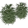 Indoor Green Bonsai Potted Plants With Lush Foliage For Home Decor