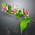 Green Leaf Plant With Pink Spotted Flowers And Flower Buds