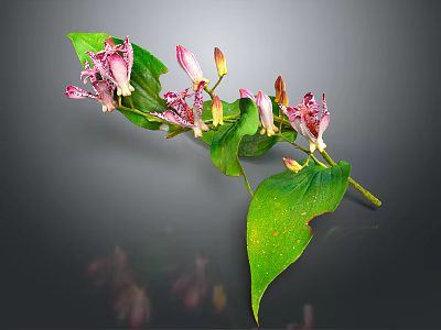 Green Leaf Plant With Pink Spotted Flowers And Flower Buds 3d model