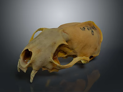 Detailed Animal Skull Skeleton Showing Biological Organ Structure And Features 3d model