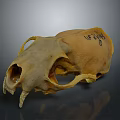 Detailed Animal Skull Skeleton Showing Biological Organ Structure And Features
