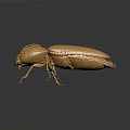 Golden Beetle Featuring Shiny Metallic Texture Detailed Body Structure and Glossy Finish
