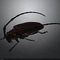 Brown Longhorn Beetle With Extended Antennae And Detailed Exoskeleton On Gray Background