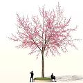 Beautiful Tree with Pink Blossoms and People Under Taking Photos and Sitting Outdoors
