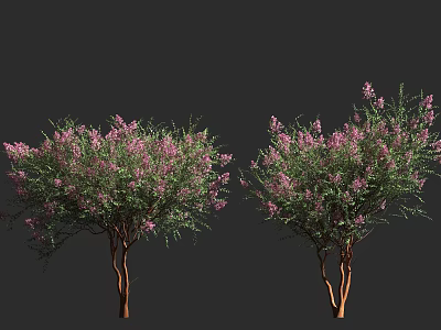 Two Arbor Trees With Pink Flowers Green Leaves And Brown Trunks 3d model