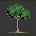 Green Leafy Tree With Brown Trunk And Lush Foliage Surrounded By Red And Green Flowers