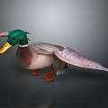 Mallard Duck With Green Head Yellow Beak And Spread Wings Standing On Gray Background