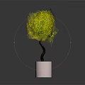 Spherical Green Leafy Plant in White Cylindrical Pot on Dark Background