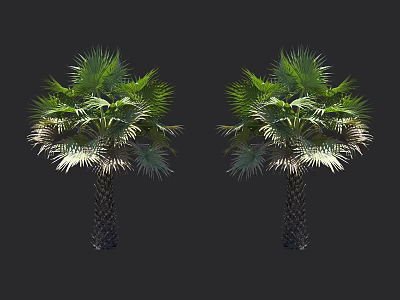 Tall Lush Palm Trees With Green Fronds And Dark Trunks In Tropical Landscaping 3d model