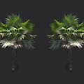 Tall Lush Palm Trees With Green Fronds And Dark Trunks In Tropical Landscaping