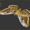 Giant Moth with Brown Yellow and White Patterned Wings Featuring Prominent Eyespots Against Dark Background