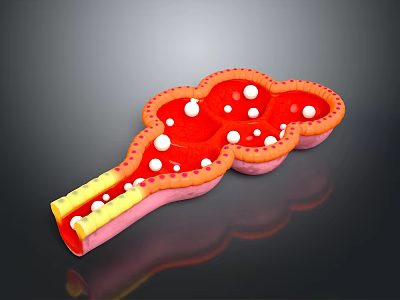 Detailed 3D Anatomical View of Hair Follicle Organ Structure with Red and White Cellular Components 3d model