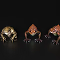 Three Colorful Toads With Detailed Features Posed On Black Background