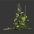 Mini Green Plant Landscape With Fresh Leaves Stones And Lush Moss