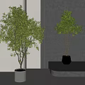 Modern Bonsai Trees in Gray Pots One on Floor and One on Stepped Platform