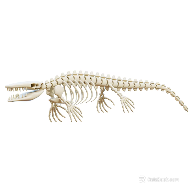 Realistic Detailed Crocodile Skeleton Decorative Ornament Set for Home 3d model 