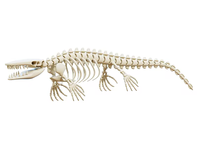 Realistic Detailed Crocodile Skeleton Decorative Ornament Set for Home 3d model
