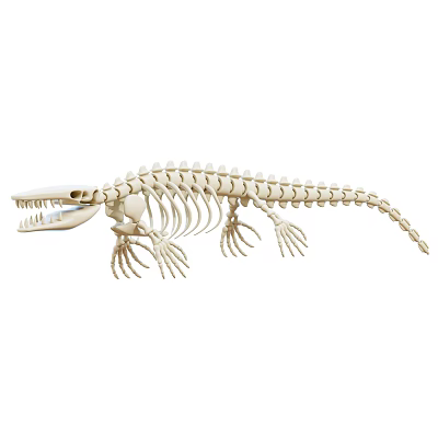 Realistic Detailed Crocodile Skeleton Decorative Ornament Set for Home 3d model