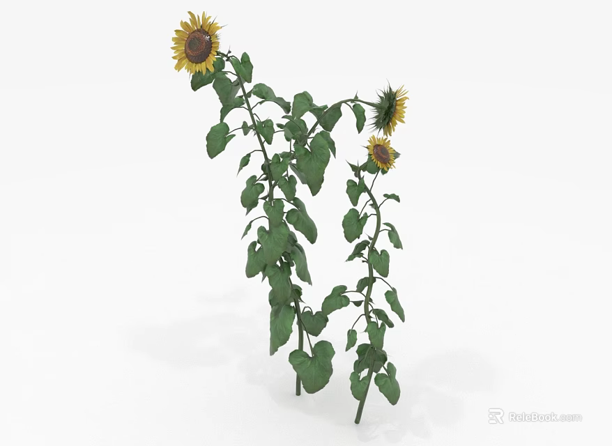 Sunflower Plant With Tall Green Stems Lush Leaves And Bright Yellow Blooms 3d model 