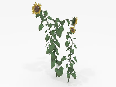 Sunflower Plant With Tall Green Stems Lush Leaves And Bright Yellow Blooms 3d model