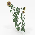 Sunflower Plant With Tall Green Stems Lush Leaves And Bright Yellow Blooms