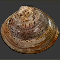 Colorful Seashell As Decorative Household Item With Vibrant Orange Brown Texture