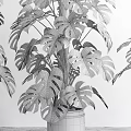 Green Monstera Potted Plants In White Pots With Various Sizes For Indoor Decor