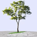 Tree With Slender Trunk Spreading Branches Green Leaves Blue Sky And Light Colored Ground
