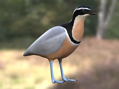 Bird With Black White Yellow Plumage And Blue Legs Standing In Natural Grassland With Trees 3d model