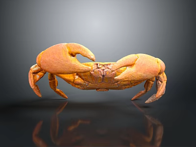 Orange Crab With Large Claws And Detailed Texture On Grey Background With Reflection 3d model