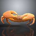 Orange Crab With Large Claws And Detailed Texture On Grey Background With Reflection 3d model
