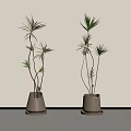 Two Minimalist Potted Bonsai Plants With Slender Stems Green Leaves Against Light Wall And Floor