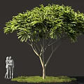 Lush Shrub With White And Green Foliage Brown Trunk Green Grass And Two People Figures