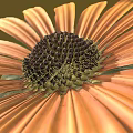 Vibrant Orange Flower with Yellow Petals and Dark Center on Brown Background