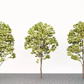 Modern Landscape Trees Courtyard Trees Street Trees Landscaping Trees 3d model