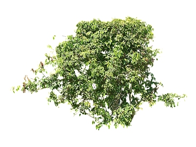 Modern Vine Shrub Grass model