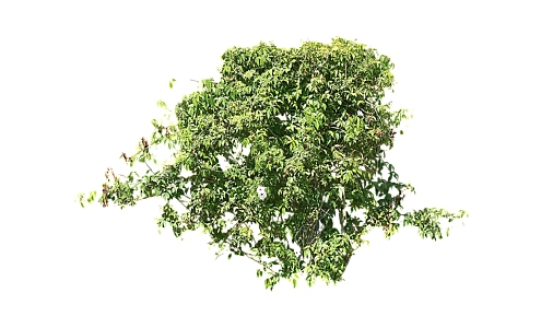 Modern Vine Shrub Grass 3d model