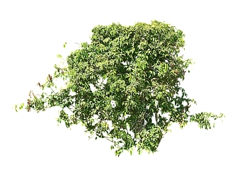 Modern Vine Shrub Grass 3d model