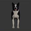 Black and white dog standing on black background with clear reflection 3d model