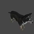3D Animated Dog Character For Game Movie With Black White Fur Standing Pose