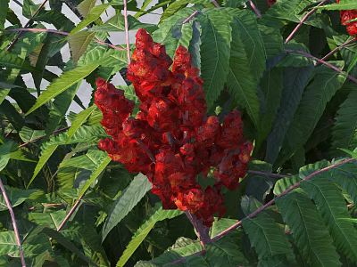 Modern thorn sycamore flower 3d model