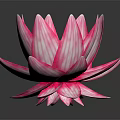 Pink Striped Lotus Flower With Vibrant Petals On Dark Reflective Surface