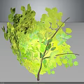 Green Decorative Plant With Lush Yellow Green Leaves And Branch Support Structure