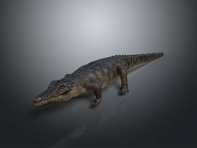 Realistic Reptile Crocodile With Detailed Scaled Skin Natural Posture Isolated On Gray Background 3d model